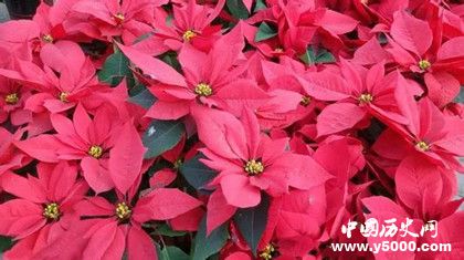 植物的壽命為什么那么長植物是長生不老的嗎