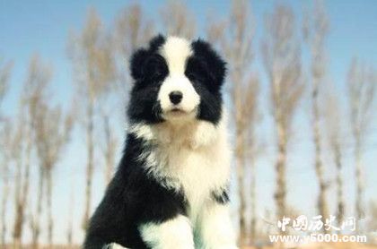 牧羊犬資料介紹 牧羊犬特征 牧羊犬怎么養(yǎng) 牧羊犬資料介紹 牧羊犬特征 牧羊犬怎么養(yǎng)