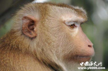 猴子實驗艾滋疫苗有效艾滋疫苗研制歷史和意義是什么？