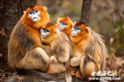 屬猴的人2019年運勢怎么樣屬猴的人幸運物是什么