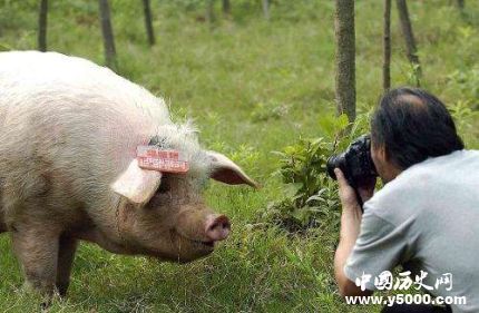 豬堅(jiān)強(qiáng)12歲豬堅(jiān)強(qiáng)地震生還之謎豬堅(jiān)強(qiáng)現(xiàn)狀如何？