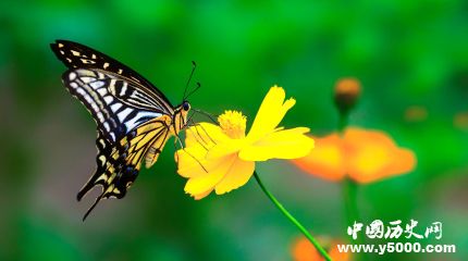 全球昆蟲(chóng)數(shù)目減少詳情原因介紹全球哪些昆蟲(chóng)數(shù)目減少嚴(yán)重？