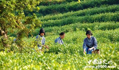 碧螺春茶的歷史有多久了碧螺春產(chǎn)地哪里