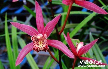 蘭花的寓意和象征有關(guān)蘭花的詩詞有哪些？