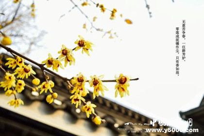 大雪節(jié)氣什么植物會(huì)開花大雪節(jié)氣易發(fā)災(zāi)害有哪些