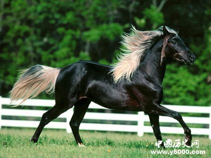 汗血寶馬簡介汗血寶馬的特點(diǎn)汗血寶馬是哪里的 汗血寶馬簡介汗血寶馬的特點(diǎn)汗血寶馬是哪里的