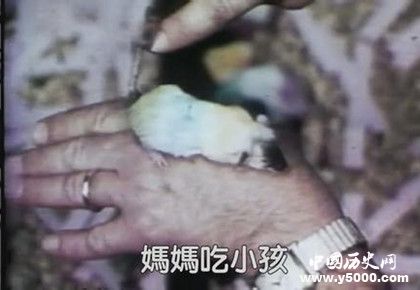 老鼠烏托邦實(shí)驗(yàn)是什么老鼠烏托邦實(shí)驗(yàn)過程實(shí)驗(yàn)結(jié)果