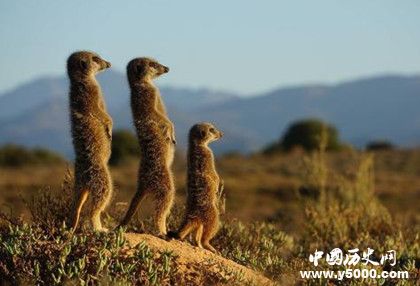 《國家地理》是一本什么樣的雜志國家地理內(nèi)容發(fā)展歷史介紹