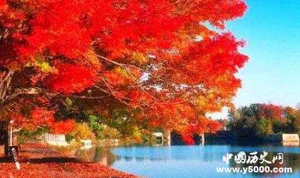 楓葉的寓意楓葉象征著什么意思？