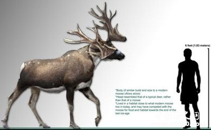 人類的起源是什么人類演化過程介紹世界上有幾大人種