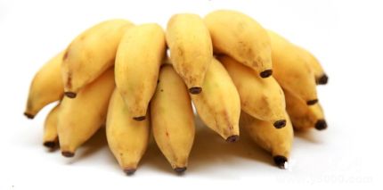 芭蕉的寓意芭蕉象征著什么意義？