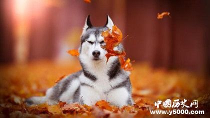 哈士奇資料介紹 哈士奇性格特點(diǎn) 哈士奇怎么養(yǎng)