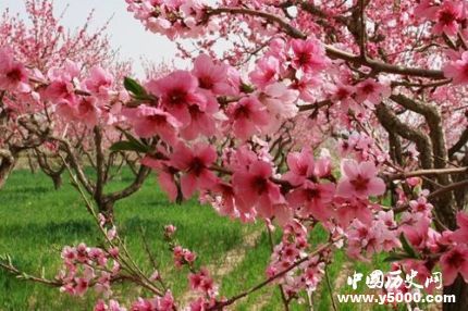 桃花的寓意和象征關(guān)于桃花的詩詞有哪些？