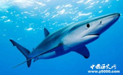 鯊魚抗癌之謎:鯊魚為什么不會得癌癥 鯊魚抗癌之謎:鯊魚為什么不會得癌癥