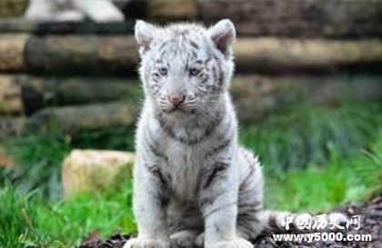 屬虎的人2018年運(yùn)勢怎么樣屬虎的人和什么屬相最配