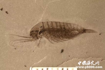 宜昌現(xiàn)清江生物群有哪些價值和意義？