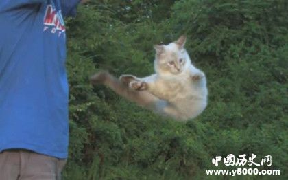 貓真的有九條命嗎 貓從高處墜落為什么不會(huì)死 貓真的有九條命嗎 貓從高處墜落為什么不會(huì)死