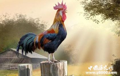 生肖雞是怎么來的屬雞的人有哪些性格特點 生肖雞是怎么來的屬雞的人有哪些性格特點