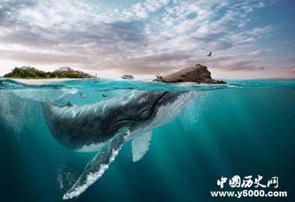 可可島寶藏之謎:可可島寶藏的下落 可可島寶藏之謎:可可島寶藏的下落