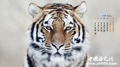 屬虎的人2018年運勢怎么樣屬虎的人和什么屬相最配