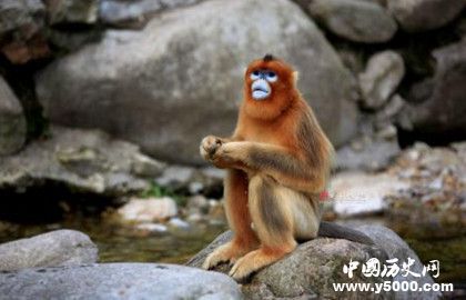 屬猴的人2019年運勢怎么樣屬猴的人幸運物是什么