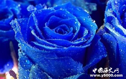 玫瑰為什么代表愛情玫瑰有什么象征意義