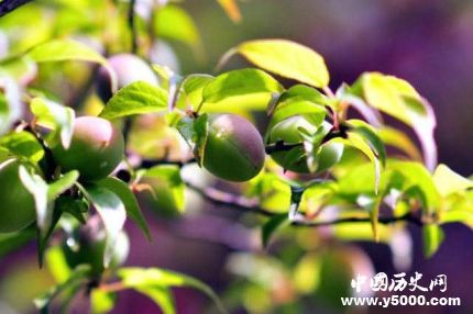 青梅的寓意為什么用青梅成熟比喻少女懷春？