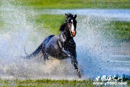 2018中蘊(yùn)杯國際馬文化攝影藝術(shù)大展獲獎(jiǎng)名單獎(jiǎng)項(xiàng)設(shè)置獎(jiǎng)金多少