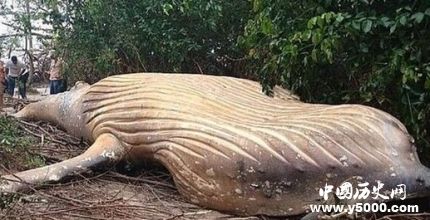 巴西驚現(xiàn)頭鯨尸體座頭鯨種群生存現(xiàn)狀怎么樣？
