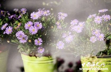 2019北京迎春年宵花展開幕時間地點花卉品種售價多少