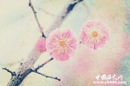 春節(jié)期間適合擺什么花春節(jié)期間什么花會開 春節(jié)期間適合擺什么花春節(jié)期間什么花會開