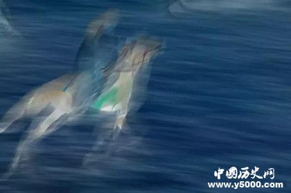 2018中蘊(yùn)杯國際馬文化攝影藝術(shù)大展獲獎(jiǎng)名單獎(jiǎng)項(xiàng)設(shè)置獎(jiǎng)金多少 2018中蘊(yùn)杯國際馬文化攝影藝術(shù)大展獲獎(jiǎng)名單獎(jiǎng)項(xiàng)設(shè)置獎(jiǎng)金多少