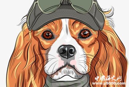 屬狗的人2019年運(yùn)勢怎么樣屬狗的人幸運(yùn)物是什么 屬狗的人2019年運(yùn)勢怎么樣屬狗的人幸運(yùn)物是什么