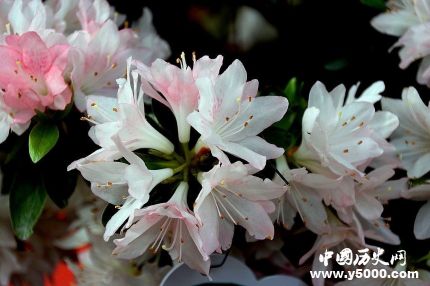 杜鵑的寓意和象征家里為什么不放杜鵑花？