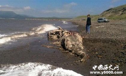 太平洋怪獸之謎：太平洋怪獸到底是什么