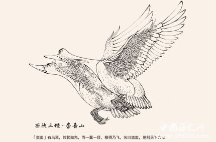 比翼鳥簡(jiǎn)介比翼鳥的寓意比翼鳥到底是什么鳥？