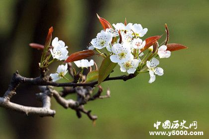 桃花梨花櫻花杏花怎么區(qū)分有哪些特點(diǎn)