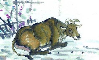 生肖牛簡介生肖牛是怎么來的生肖牛的性格特點