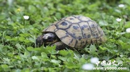 烏龜?shù)膲勖卸嚅L(zhǎng) 烏龜?shù)膲勖鼮槭裁茨敲撮L(zhǎng) 烏龜?shù)膲勖卸嚅L(zhǎng) 烏龜?shù)膲勖鼮槭裁茨敲撮L(zhǎng)