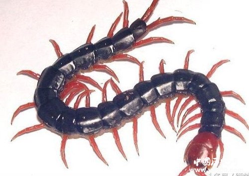 傳說：蜈蚣嘴里有顆定風(fēng)珠