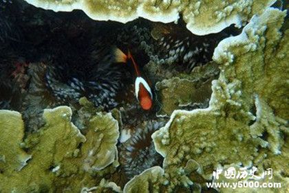 海底玫瑰園地理位置詳情資料 海底玫瑰園是什么樣的 海底玫瑰園地理位置詳情資料 海底玫瑰園是什么樣的