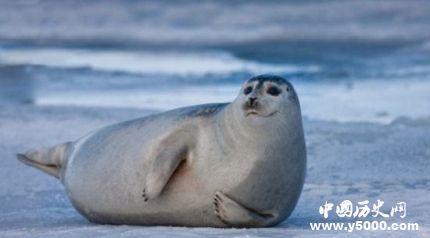 國際海豹日簡介國際海豹日主題國際海豹日的活動有哪些？