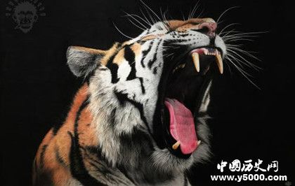 屬虎的人2019年運勢怎么樣屬虎的幸運物是什么 屬虎的人2019年運勢怎么樣屬虎的幸運物是什么