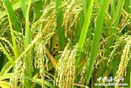 裴保義生平經(jīng)歷簡(jiǎn)介裴保義的貢獻(xiàn)成就有哪些？