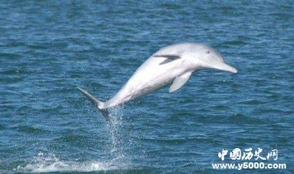珊瑚裸尾鼠已滅絕全球十大滅絕的動物有哪些？