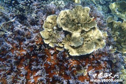 海底玫瑰園地理位置詳情資料 海底玫瑰園是什么樣的 海底玫瑰園地理位置詳情資料 海底玫瑰園是什么樣的