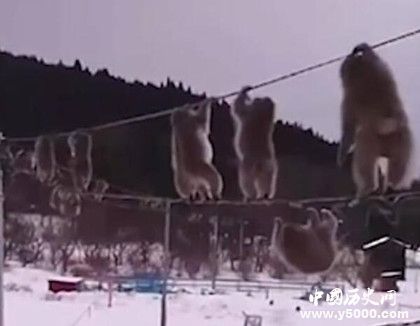 日本獼猴走電線動作小快懵日本獼猴為什么走電線 日本獼猴走電線動作小快懵日本獼猴為什么走電線