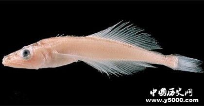 貝加爾湖資料介紹:貝加爾湖為什么有海洋生物 貝加爾湖資料介紹:貝加爾湖為什么有海洋生物