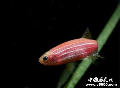 動物肢體再生的秘密:動物為什么可以肢體再生 動物肢體再生的秘密:動物為什么可以肢體再生