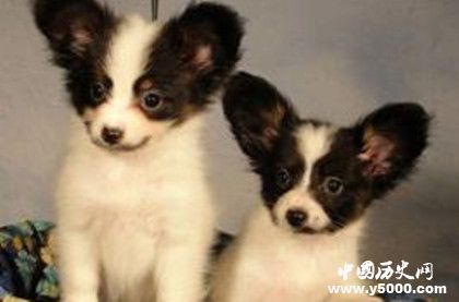 蝴蝶犬的介紹 蝴蝶犬特征 蝴蝶犬怎么養(yǎng)